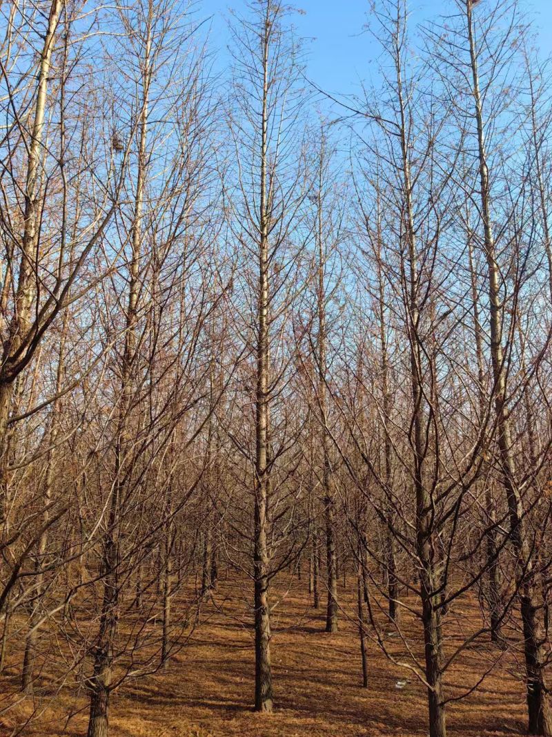 杉树，水杉，中山杉，落羽杉，8一16公分，全国发货