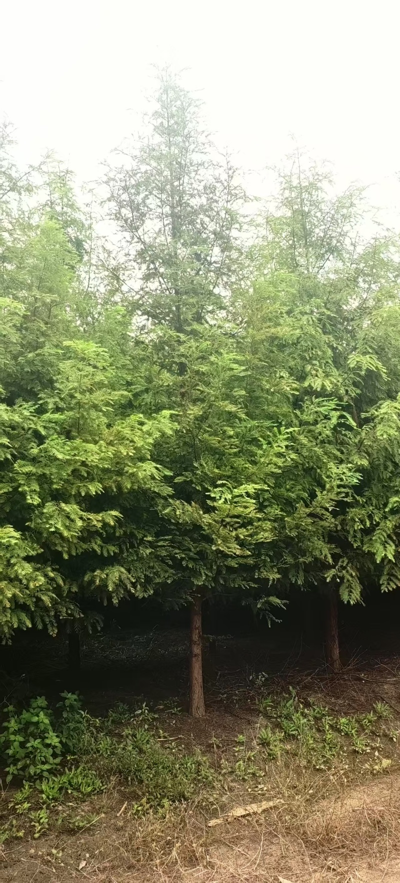 杉树，水杉，中山杉，落羽杉，8一16公分，全国发货
