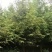杉树，水杉，中山杉，落羽杉，8一16公分，全国发货