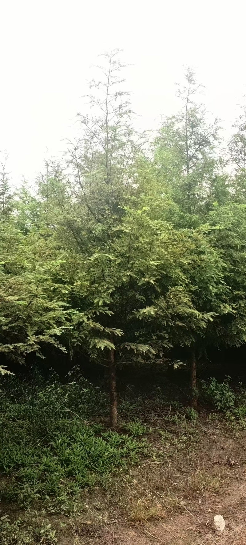 杉树，水杉，中山杉，落羽杉，8一16公分，全国发货