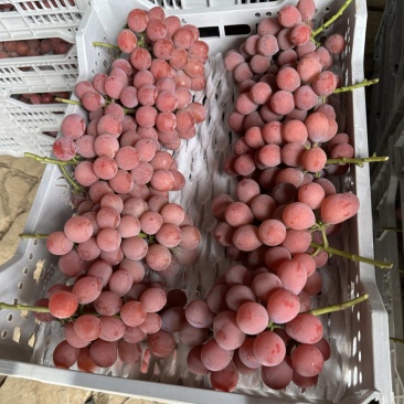 成都百亩精品妮娜皇后葡萄