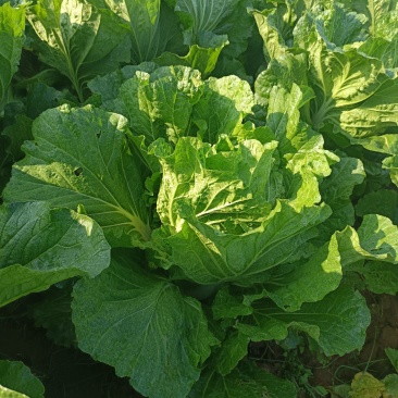 秋天的大白菜