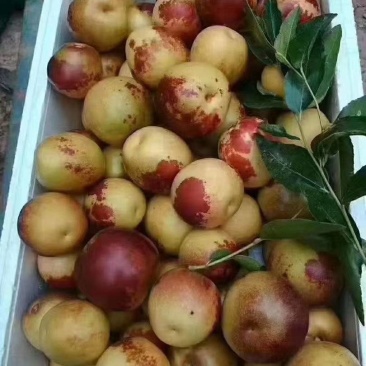 沾化冬枣