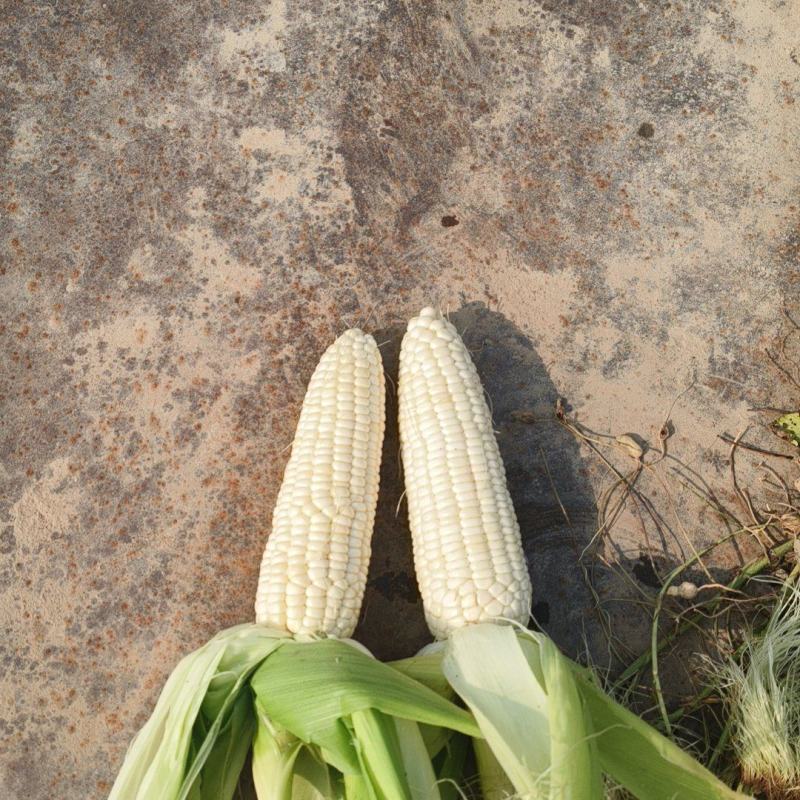 河北唐山农科玉336糯玉米个头大皮色绿无虫大量供应品质优