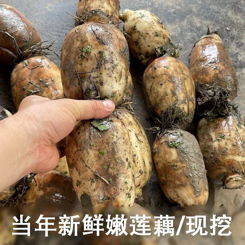 安徽莲藕精品藕通货藕口感清脆价格实惠欢迎电联价格可谈