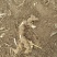 5-8年四川多花黄精