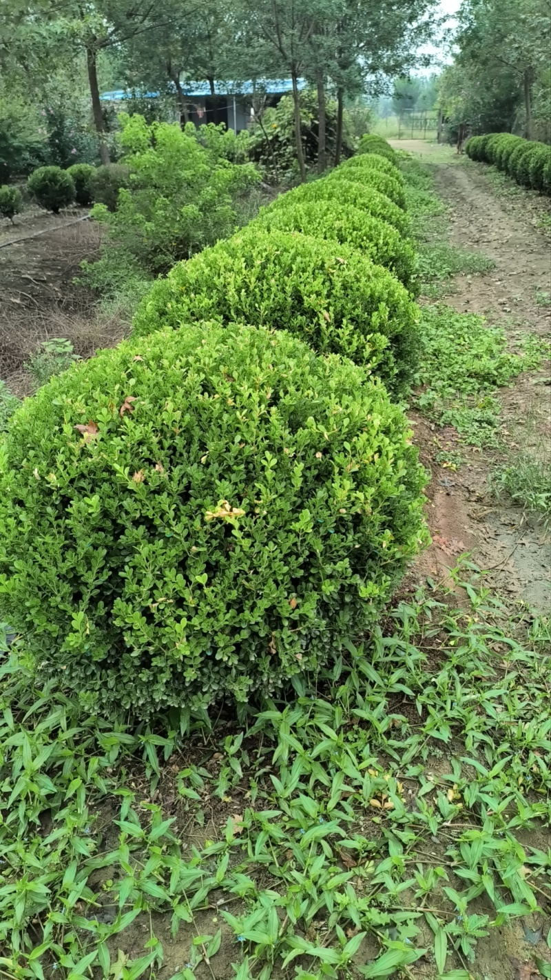 瓜子黄杨球，小叶黄杨球，60-1.5米冠，基地量大