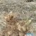 5-8年四川多花黄精