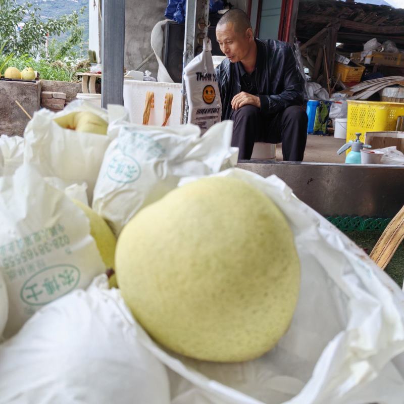 套袋精品金花梨