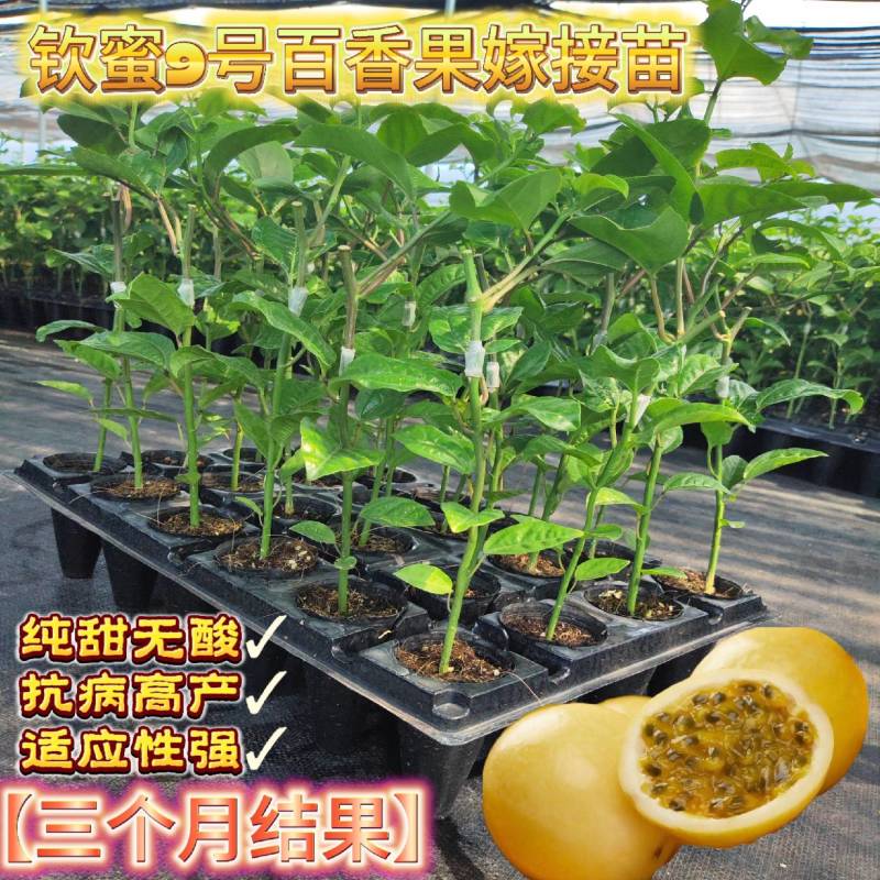 钦蜜九号百香果嫁接苗