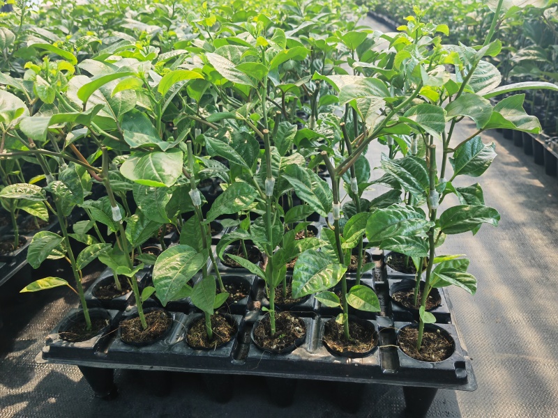钦蜜九号百香果嫁接苗