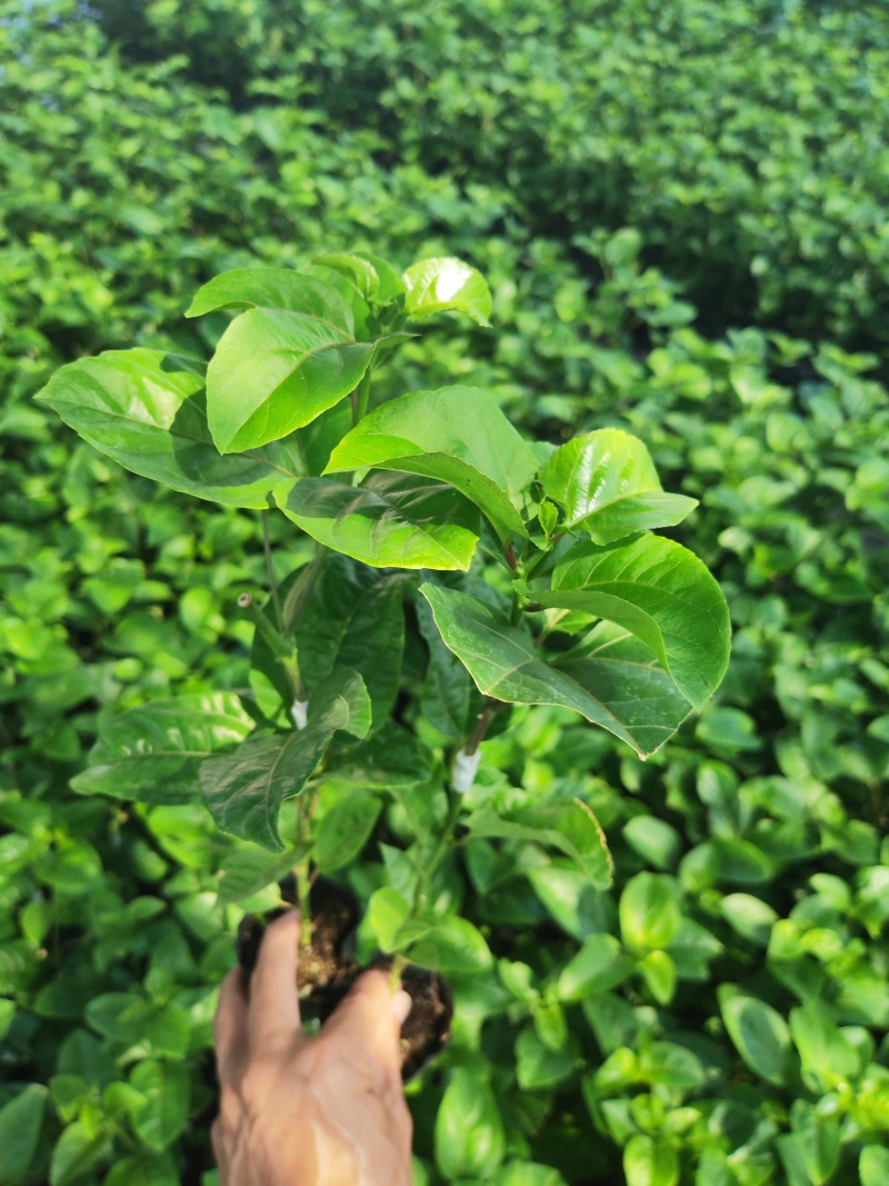钦蜜九号百香果嫁接苗