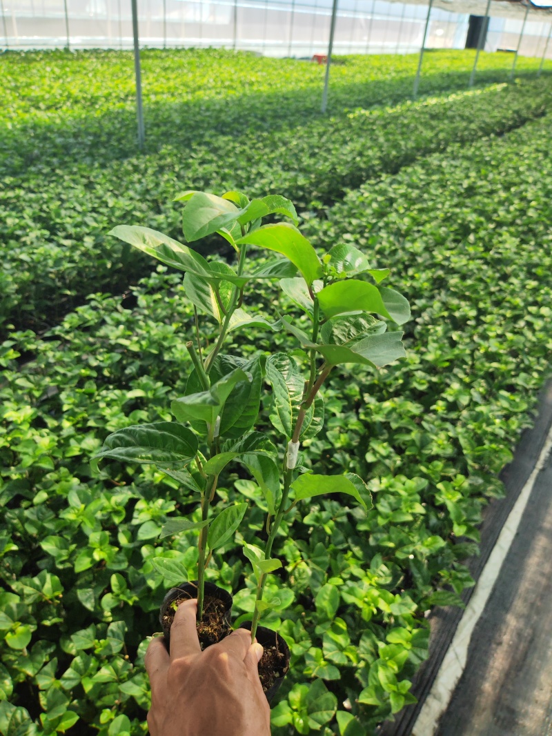钦蜜九号百香果嫁接苗