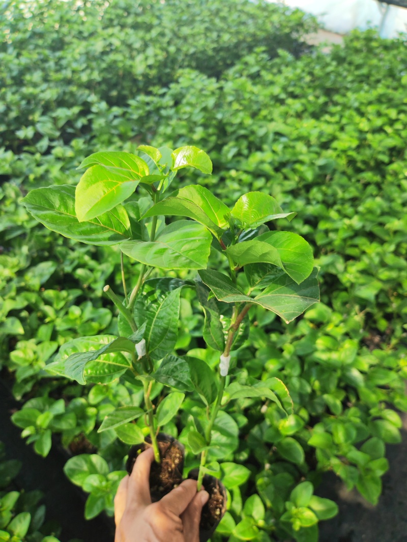 钦蜜九号百香果嫁接苗