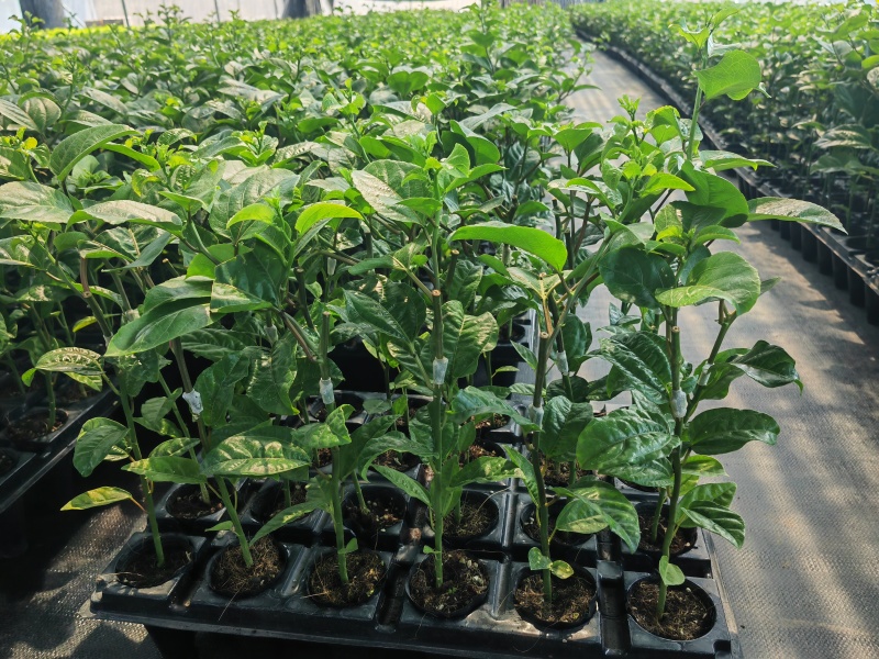 钦蜜九号百香果嫁接苗