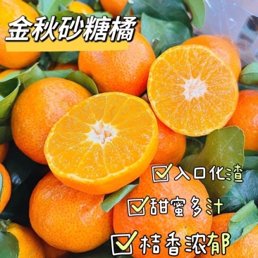 金秋砂糖橘云南柑桔大量现货供应，规格齐全，可视频看货