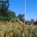 荥阳崔庙小米300斤