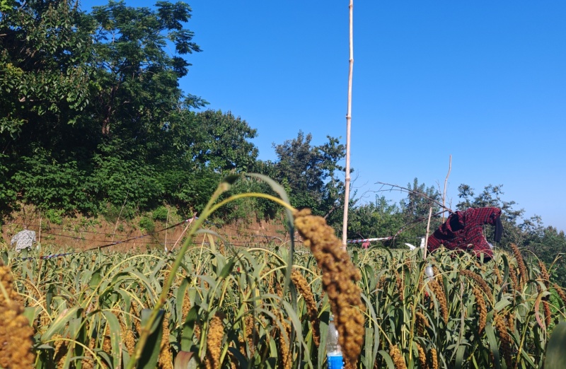 荥阳崔庙小米300斤