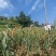 荥阳崔庙小米300斤