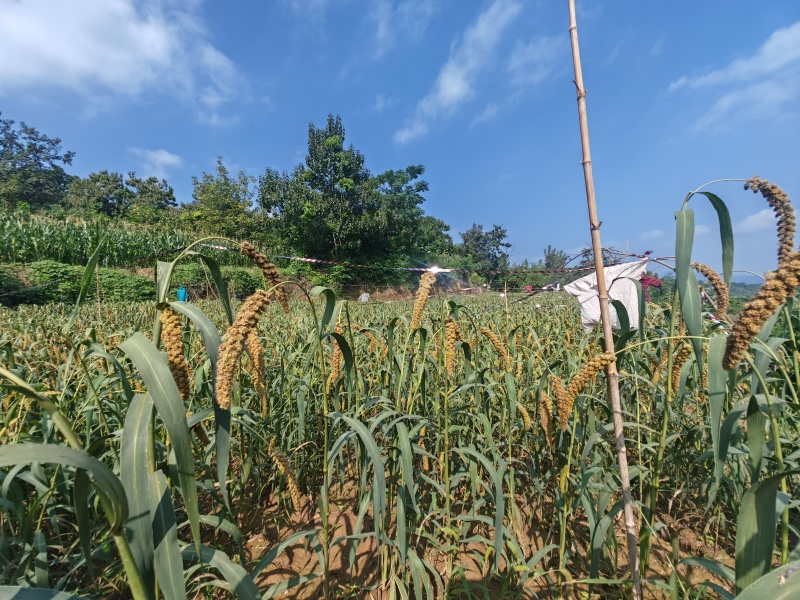 荥阳崔庙小米300斤