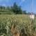 荥阳崔庙小米300斤