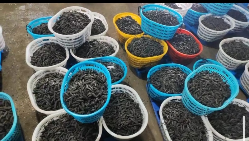 半干海参/刺参/辽参高火候一件代发，一斤起售自产自销大