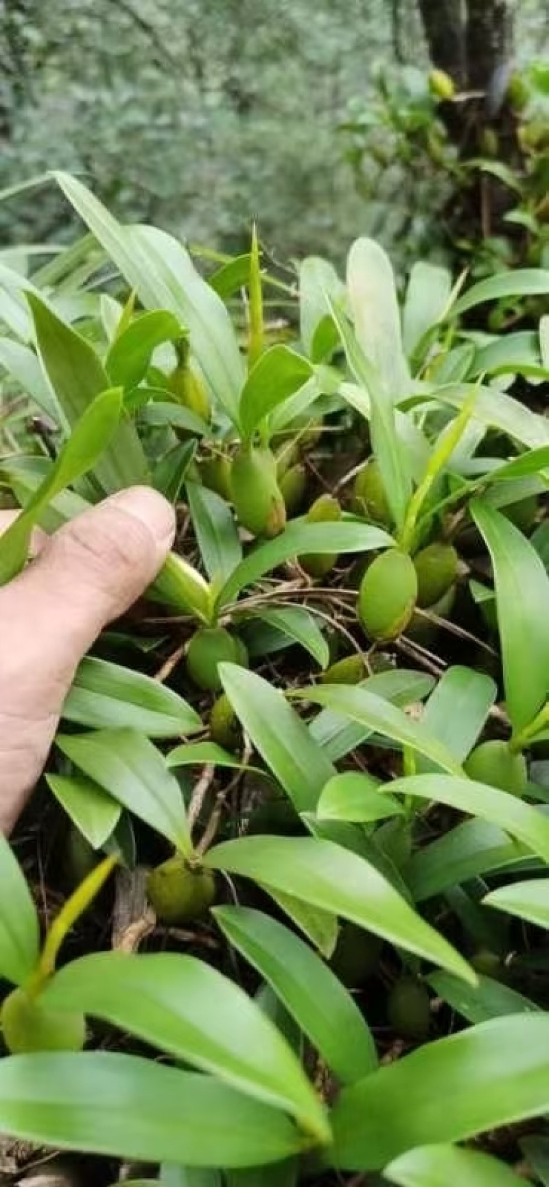 双叶中果石橄榄