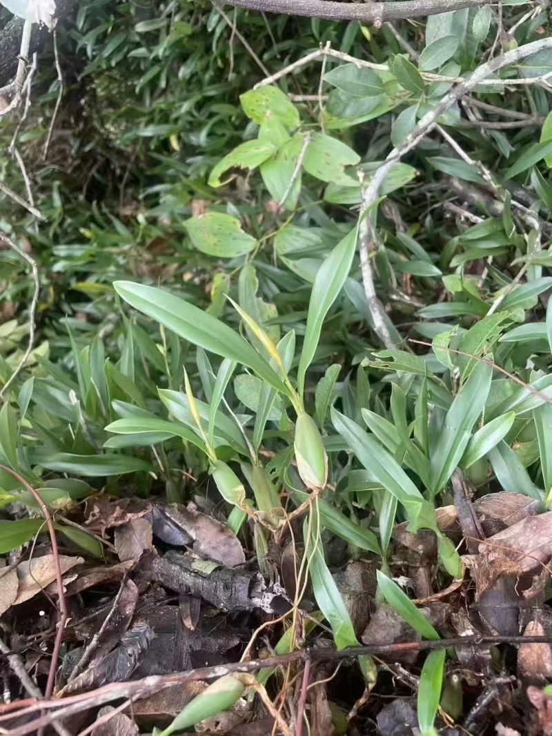 双叶中果石橄榄