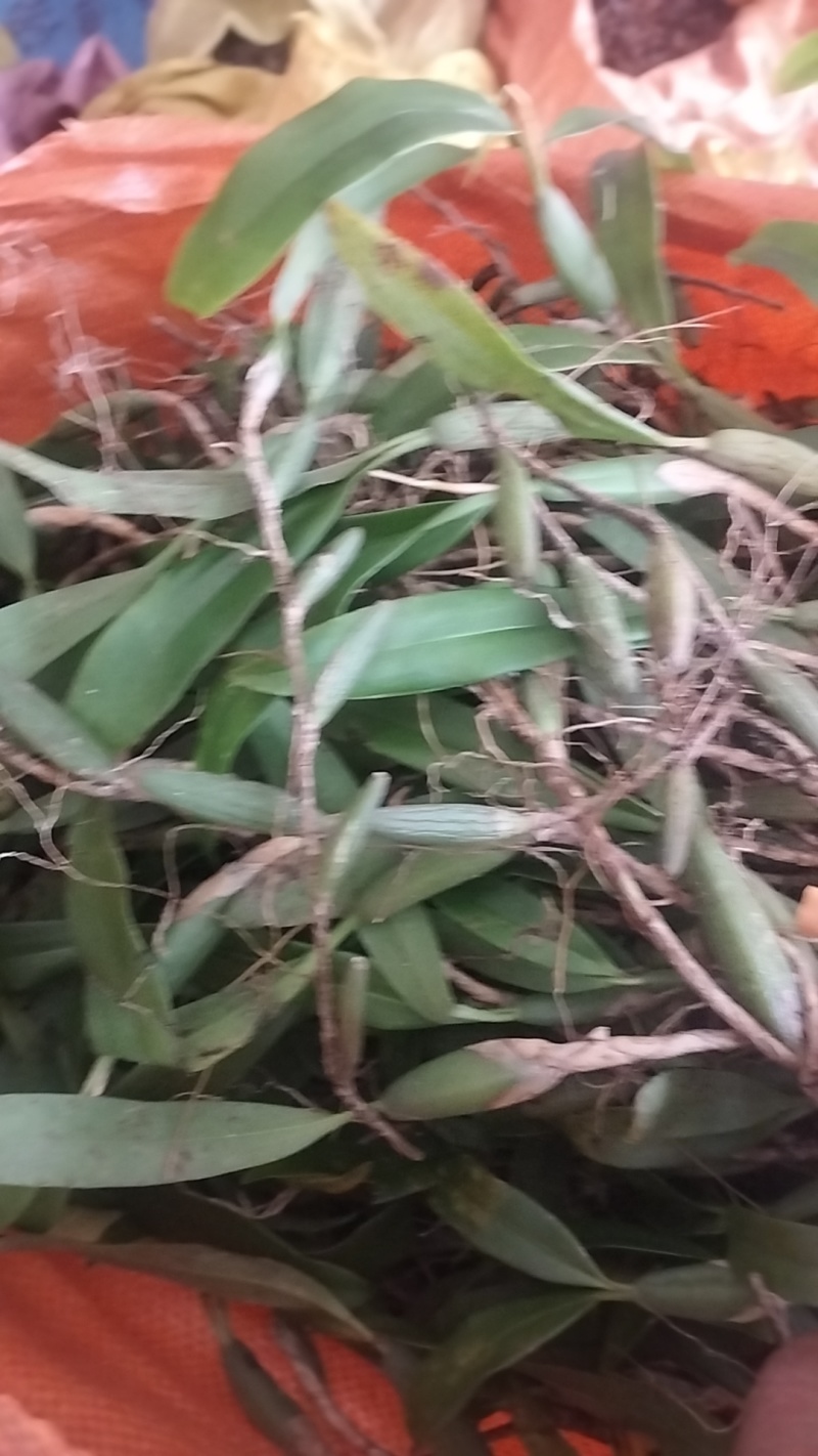 双叶中果石橄榄