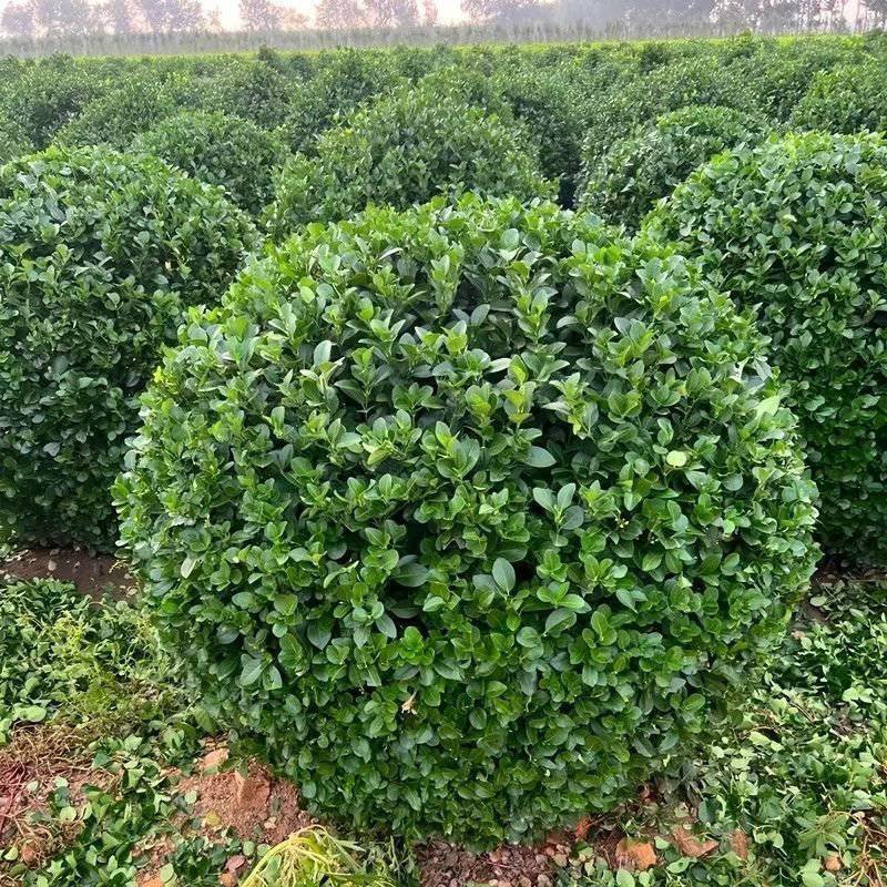 大叶黄杨球冬青球，80一2米冠幅，苗圃量大，全国发货