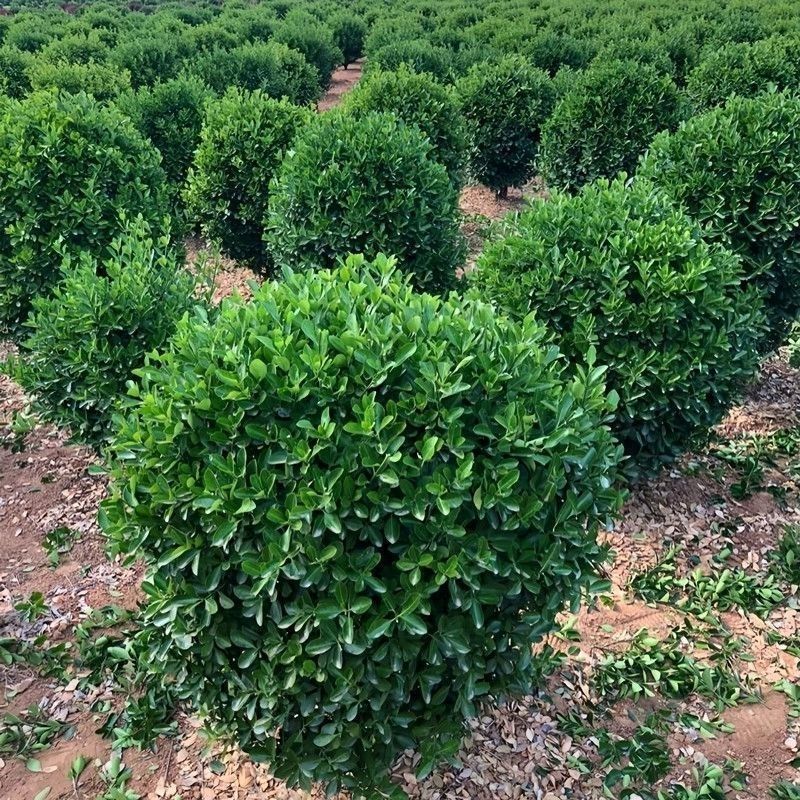 大叶黄杨球冬青球，80一2米冠幅，苗圃量大，全国发货