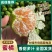 蜜橘云南高山蜜橘，皮薄肉甜现摘现发，供应全国电商市场批发