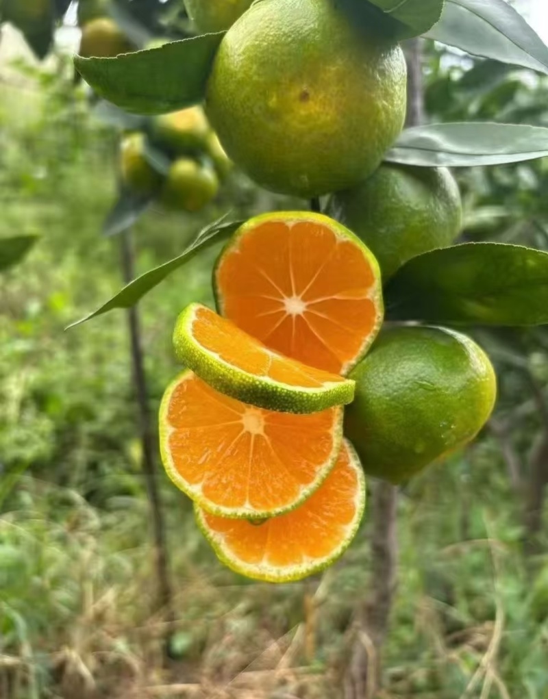 蜜橘云南高山蜜橘，皮薄肉甜现摘现发，供应全国电商市场批发