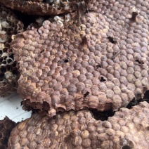 广西高山野生蜂巢黄腰蜂巢一斤也是批发价蜂房全国包邮