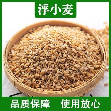 浮小麦中药材品质保障轻浮无硫中药材合作共赢
