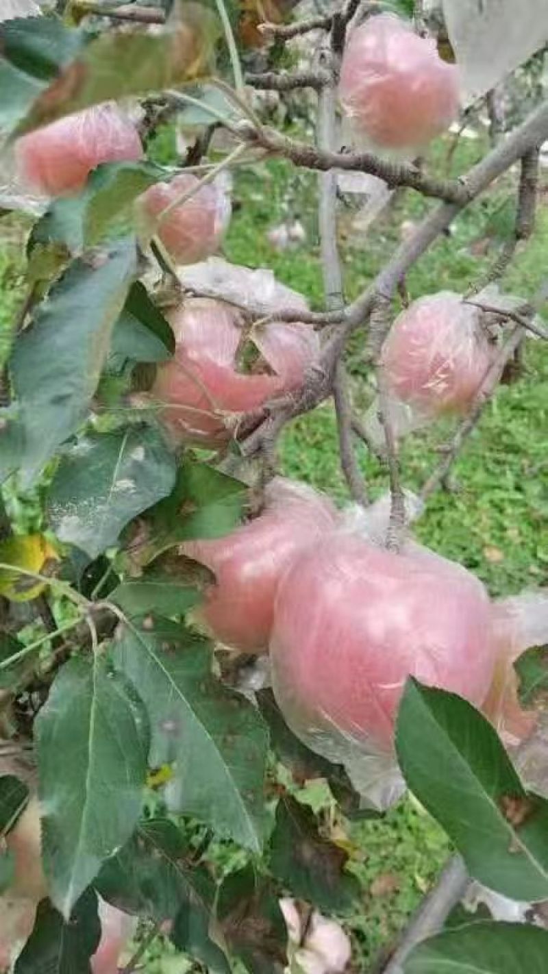 运城红富士苹果/冰糖心苹果对接超市发货装车一条龙服务