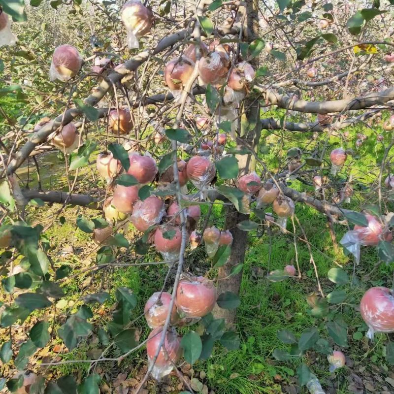 运城红富士苹果/冰糖心苹果对接超市发货装车一条龙服务