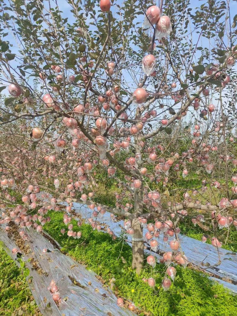 运城红富士苹果/冰糖心苹果对接超市发货装车一条龙服务