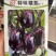 绿肉糯味紫红茄圆茄种子