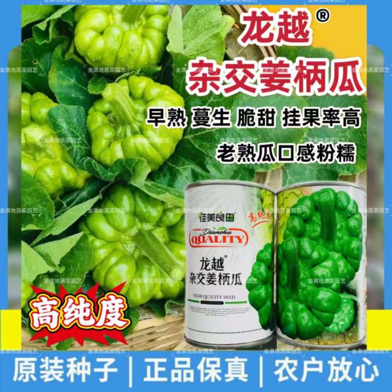 龙越杂交姜柄瓜种子早熟蔓生南瓜瓜种籽早熟春秋脆甜粉糯姜柄