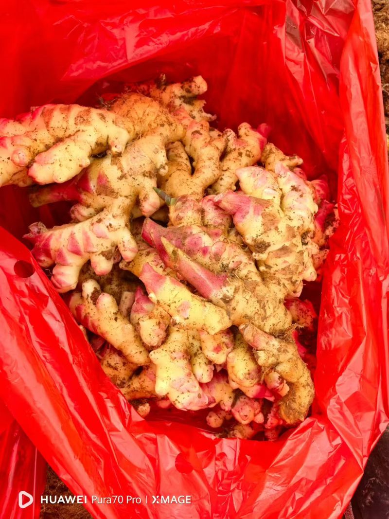 云南生姜二黄姜小黄姜市场货电商货切片姜社区团购超市市场