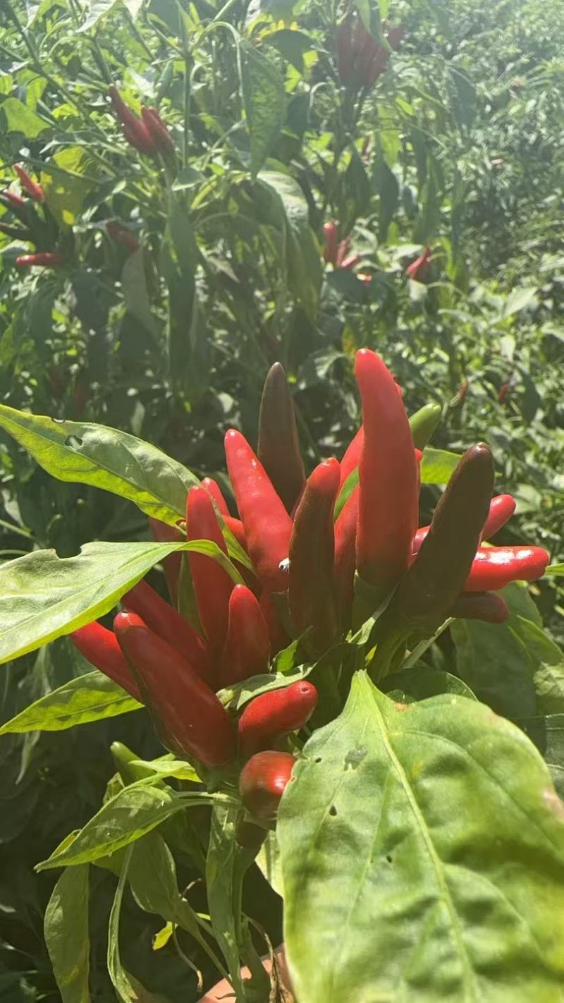 朝天椒带颗售卖，对接采购基地河北邢台种植大户货源稳定