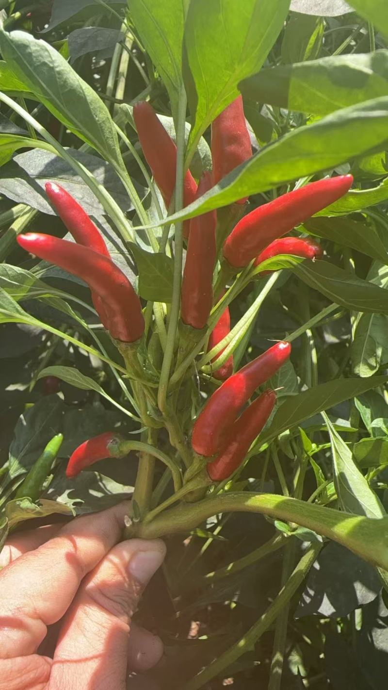 朝天椒带颗售卖，对接采购基地河北邢台种植大户货源稳定