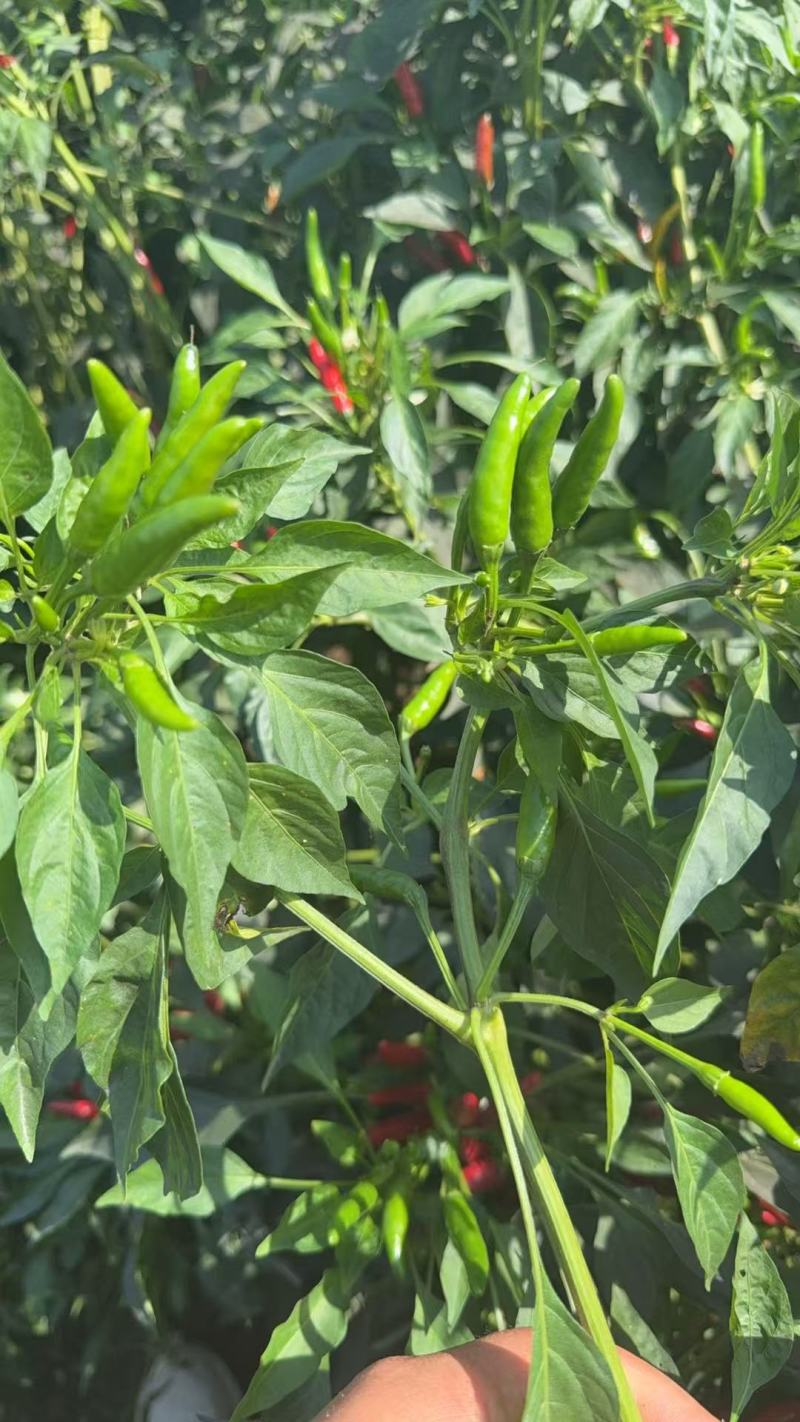 朝天椒带颗售卖，对接采购基地河北邢台种植大户货源稳定