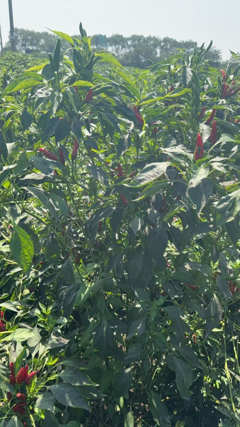 朝天椒带颗售卖，对接采购基地河北邢台种植大户货源稳定