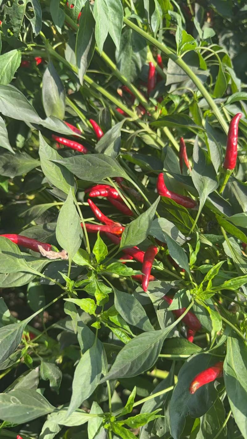 朝天椒带颗售卖，对接采购基地河北邢台种植大户货源稳定