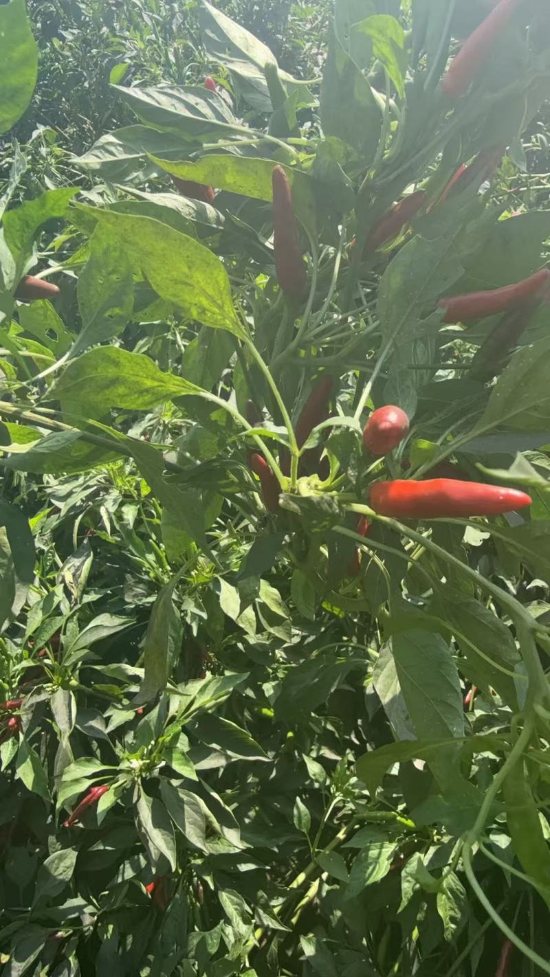 朝天椒带颗售卖，对接采购基地河北邢台种植大户货源稳定
