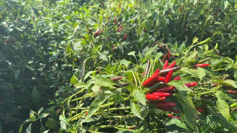 朝天椒带颗售卖，对接采购基地河北邢台种植大户货源稳定