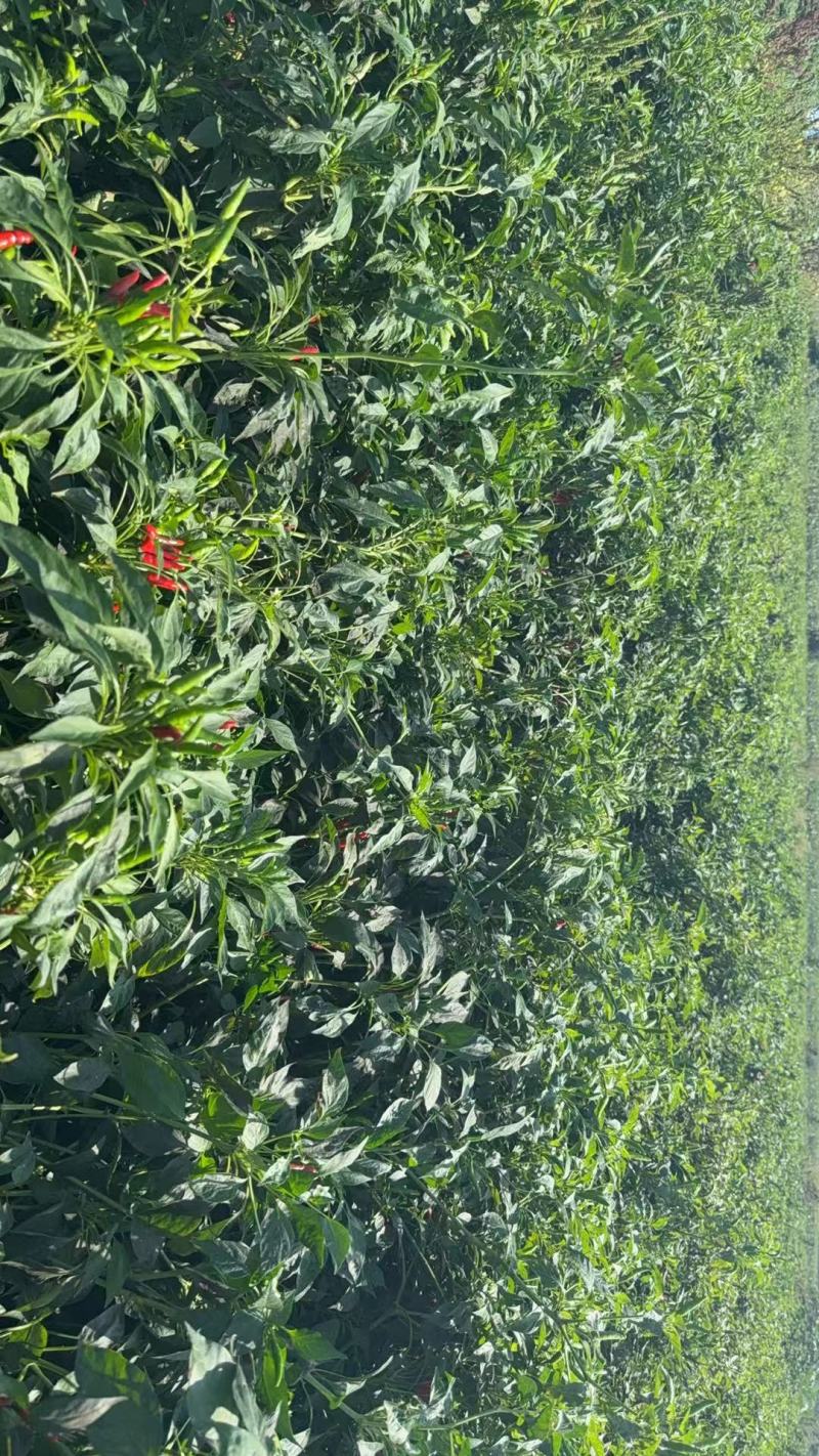 朝天椒带颗售卖，对接采购基地河北邢台种植大户货源稳定