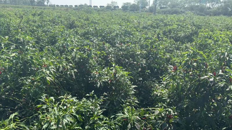 朝天椒带颗售卖，对接采购基地河北邢台种植大户货源稳定